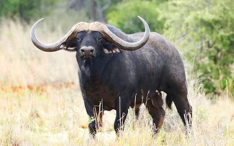 Cape buffalo close-up portrait in African grassland