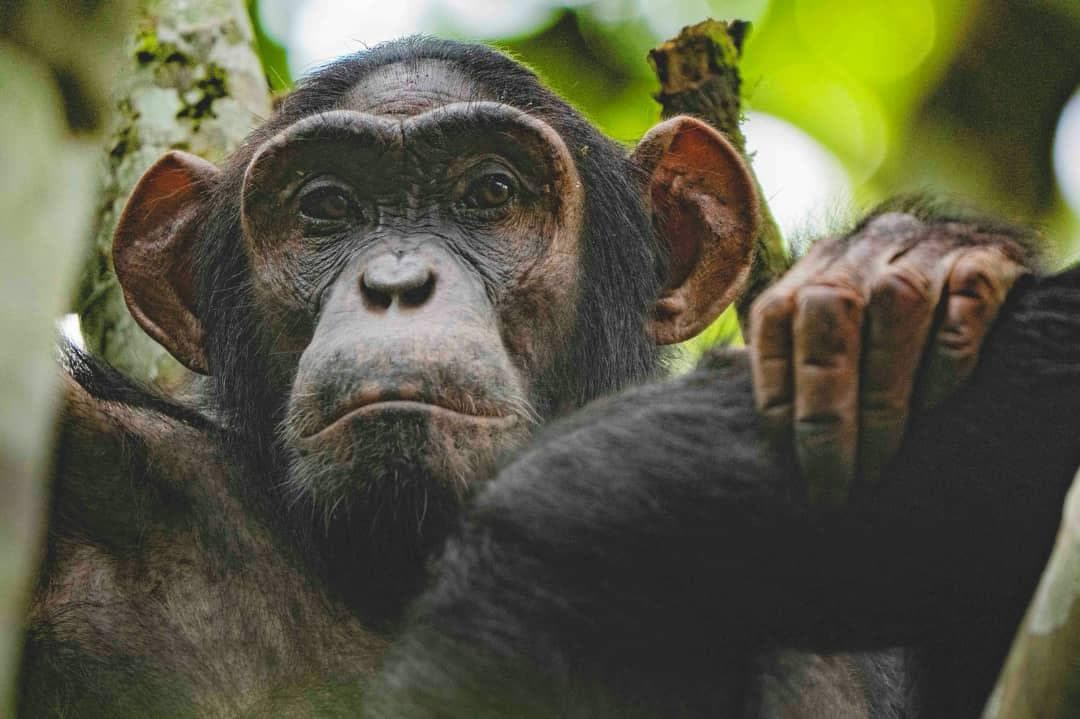 Chimpanzee looking through green foliage