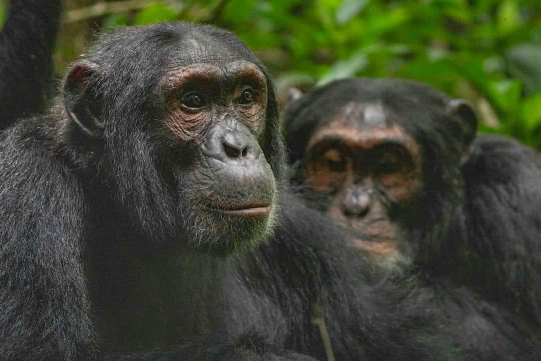 Two chimpanzees standing together in green forest foliage