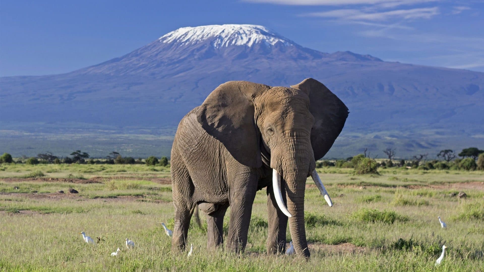 African elephant with Mount Kilimanjaro in the background