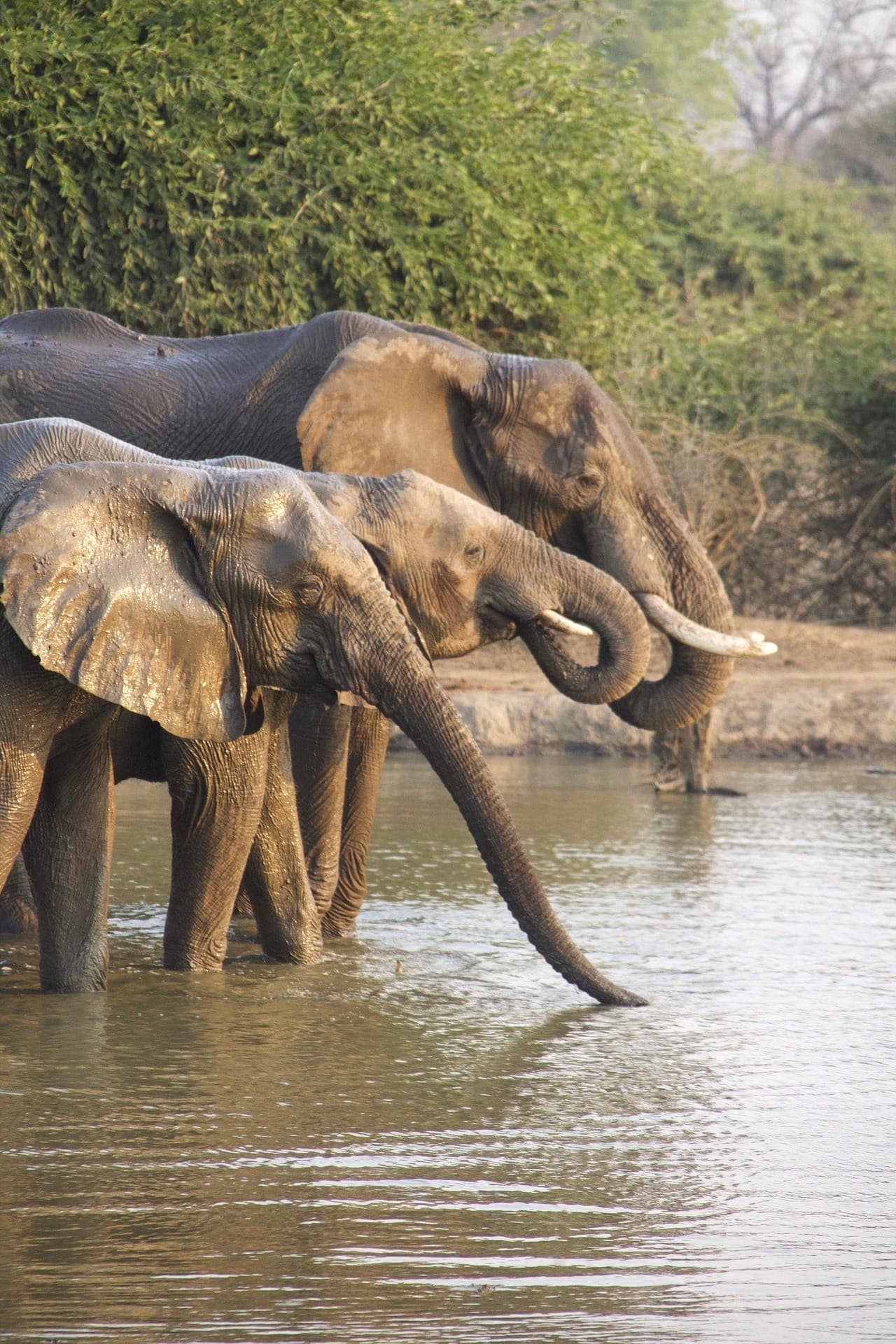 Safari photo 6