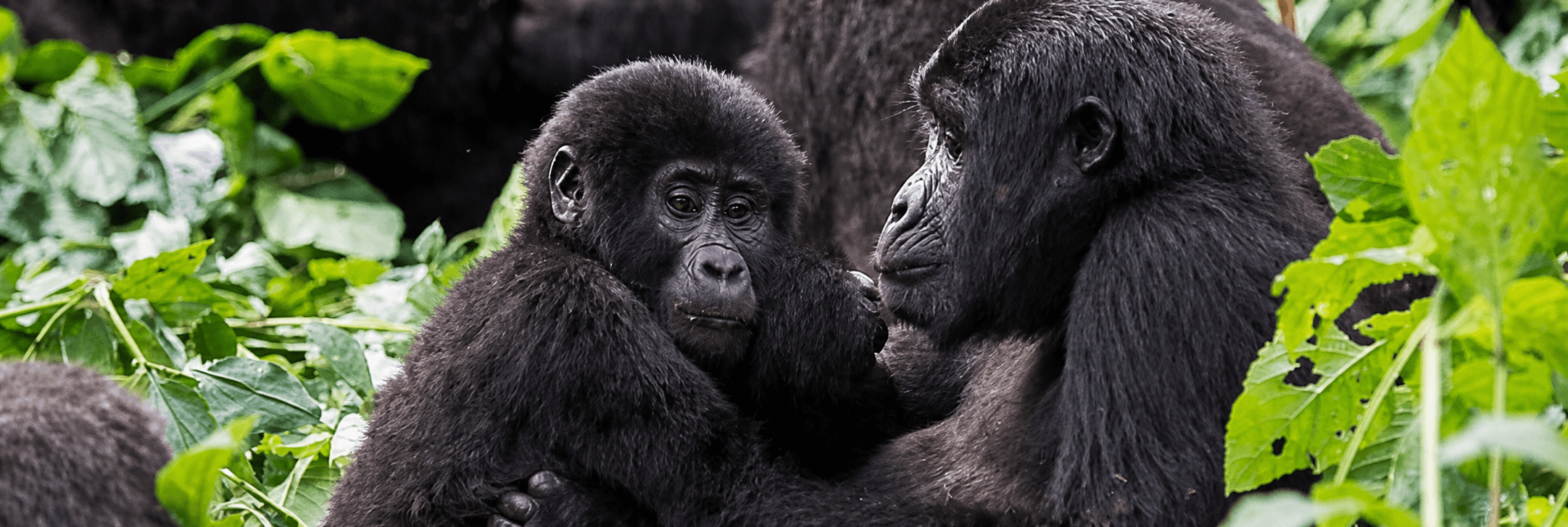 Adult gorilla holding an infant among green foliage