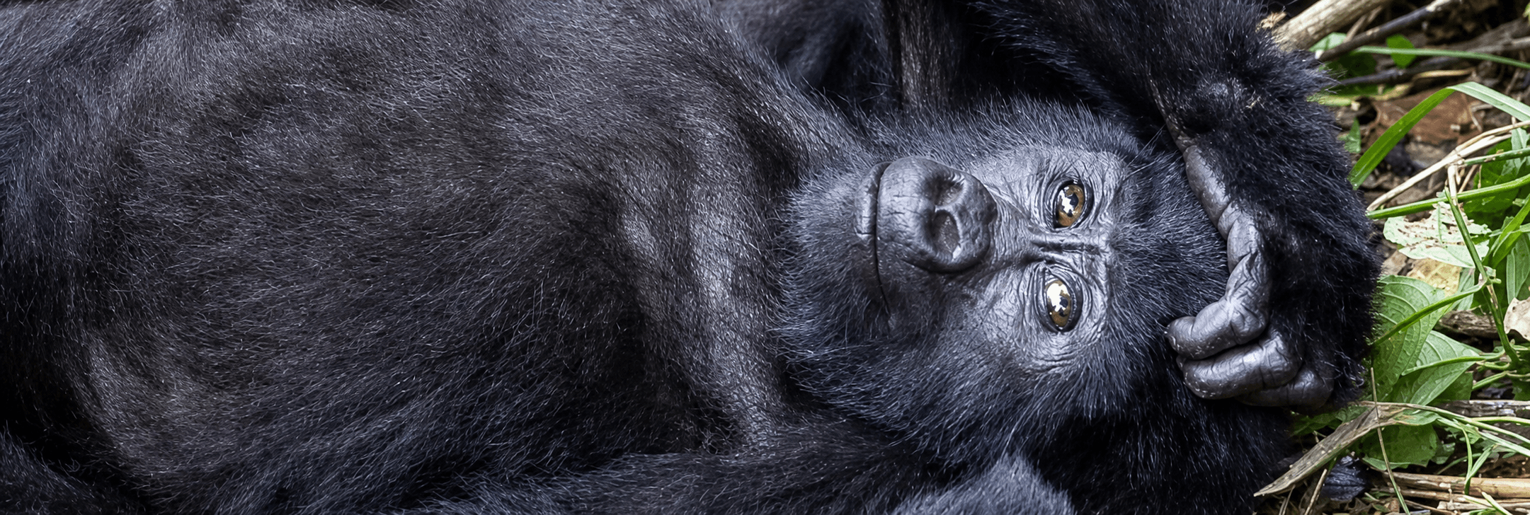 Gorilla resting on forest vegetation