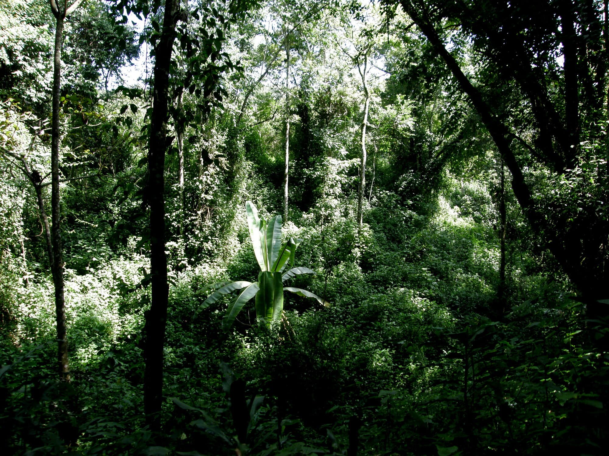 Dense green vegetation inside Kakamega Rainforest
