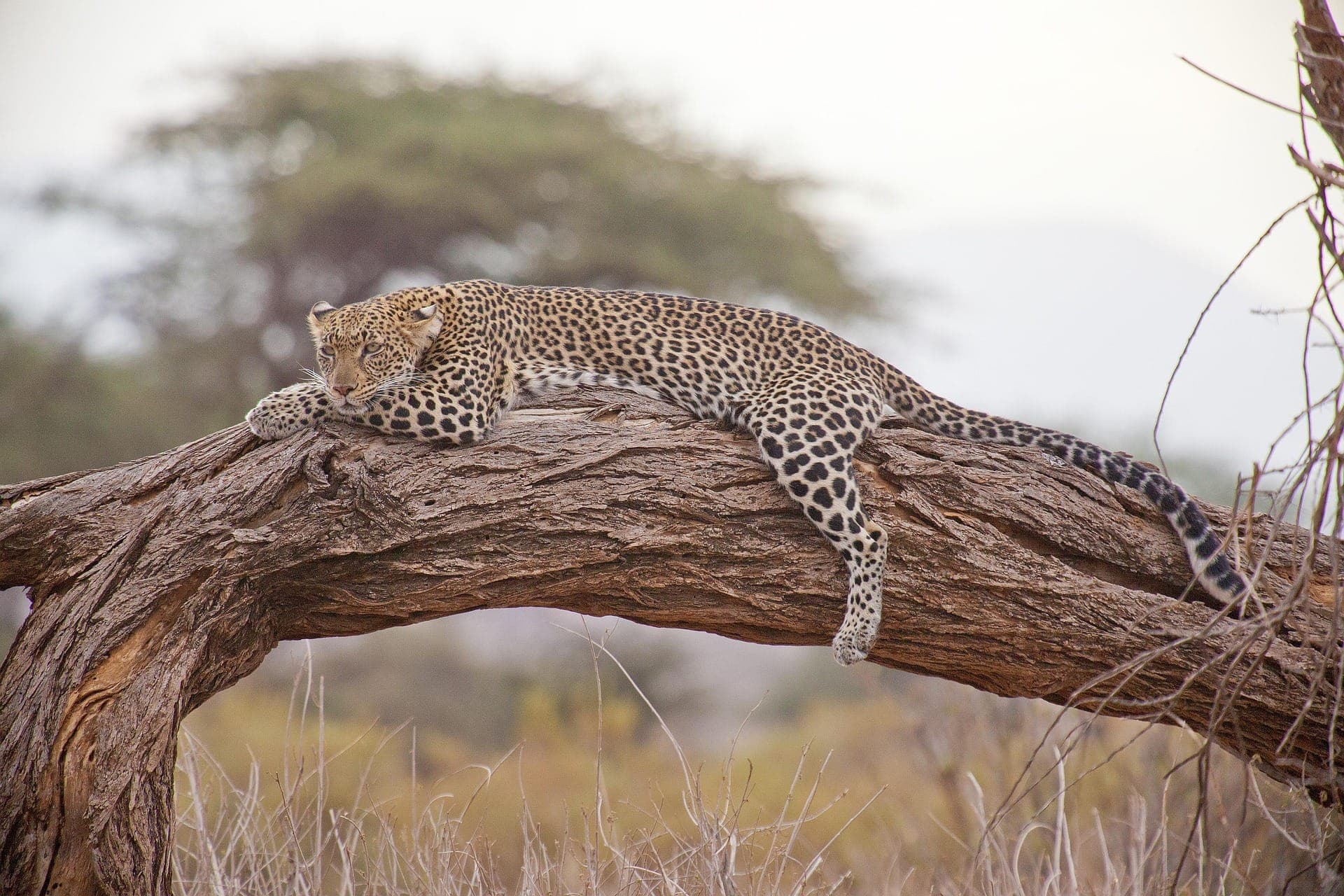 Safari photo 4