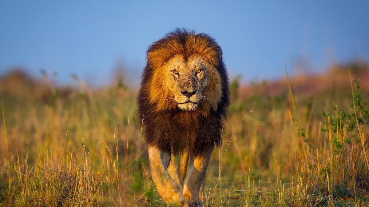 African lion in savannah grassland