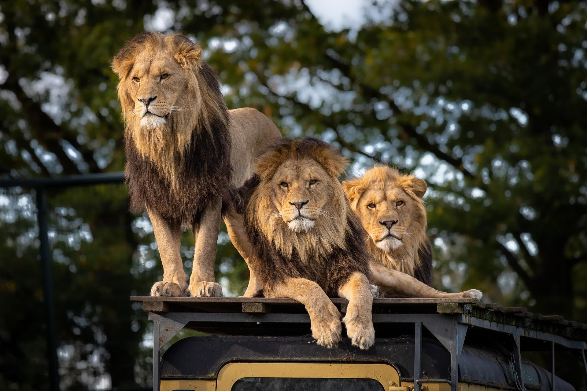 Lions near a safari vehicle in East Africa