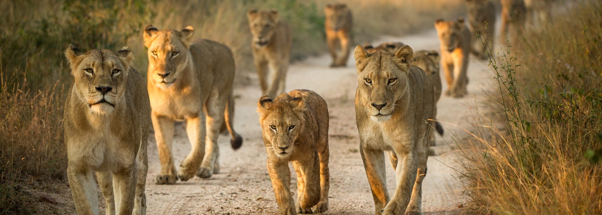 Safari photo 2