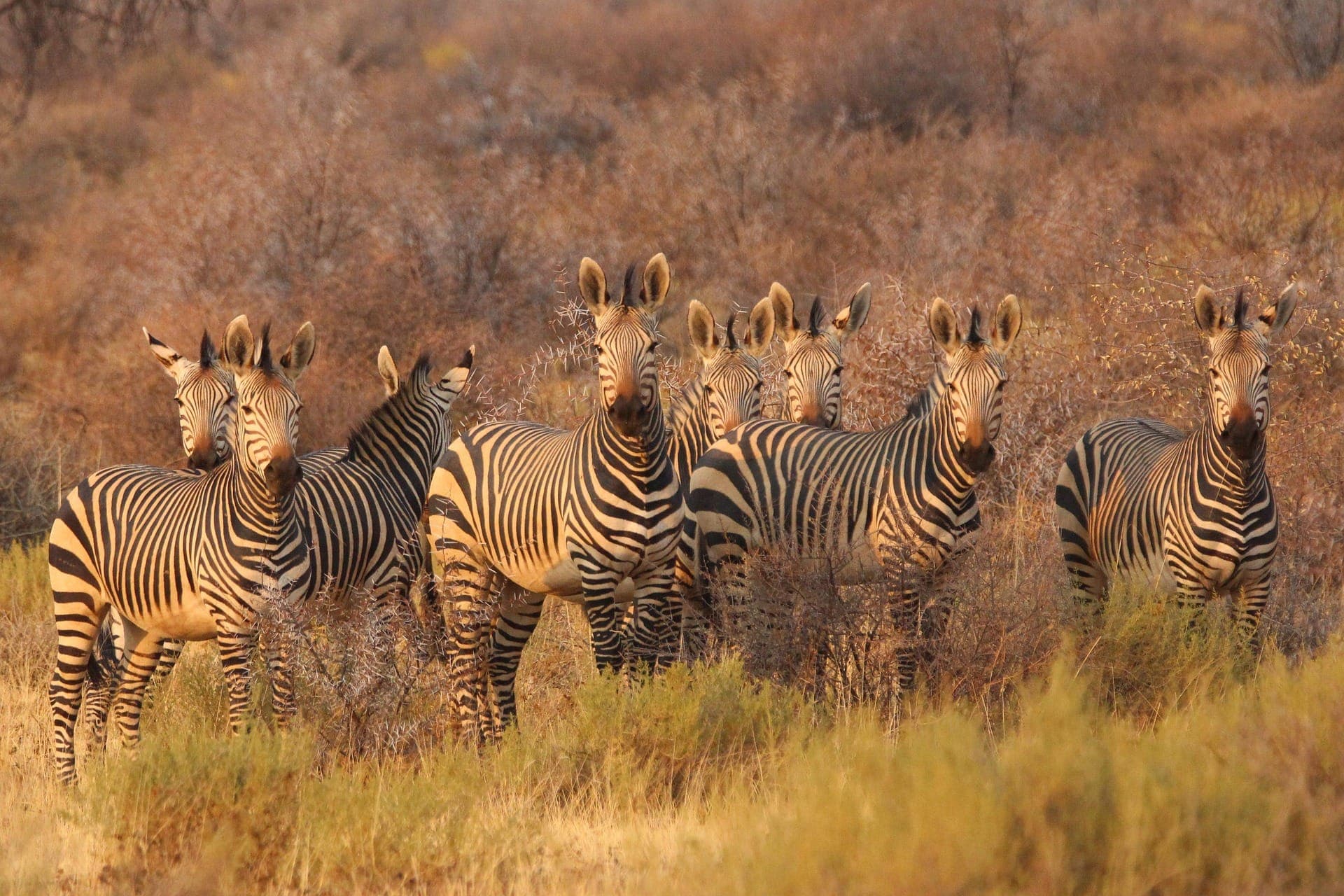 Safari photo 5
