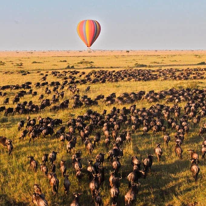 Hot air balloon floating over wildebeest herds during Serengeti migration Tanzania