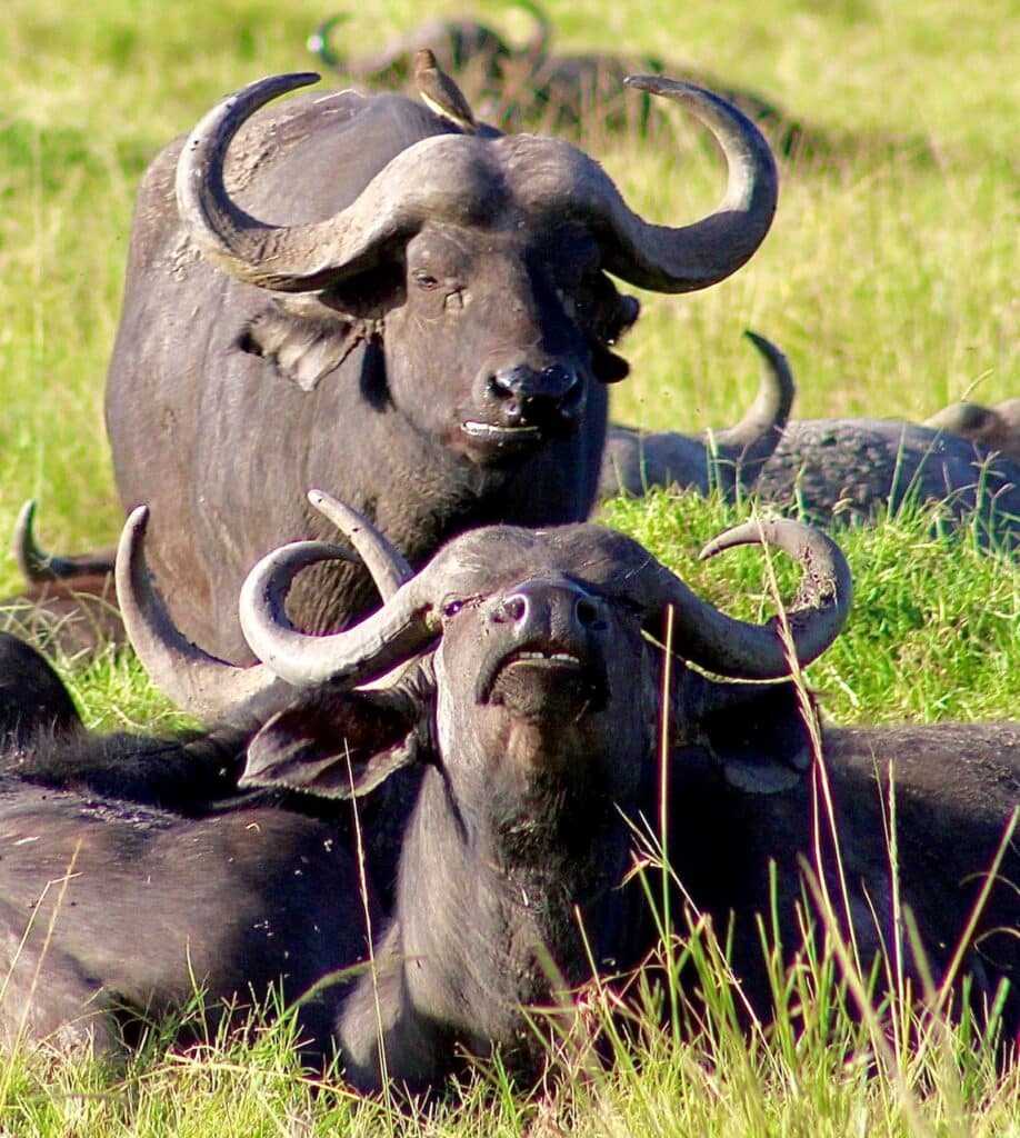 Cape buffalo herd resting on green African grassland