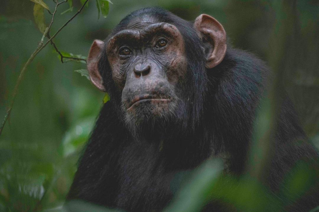 Young chimpanzee climbing tree canopy East Africa primate trekking