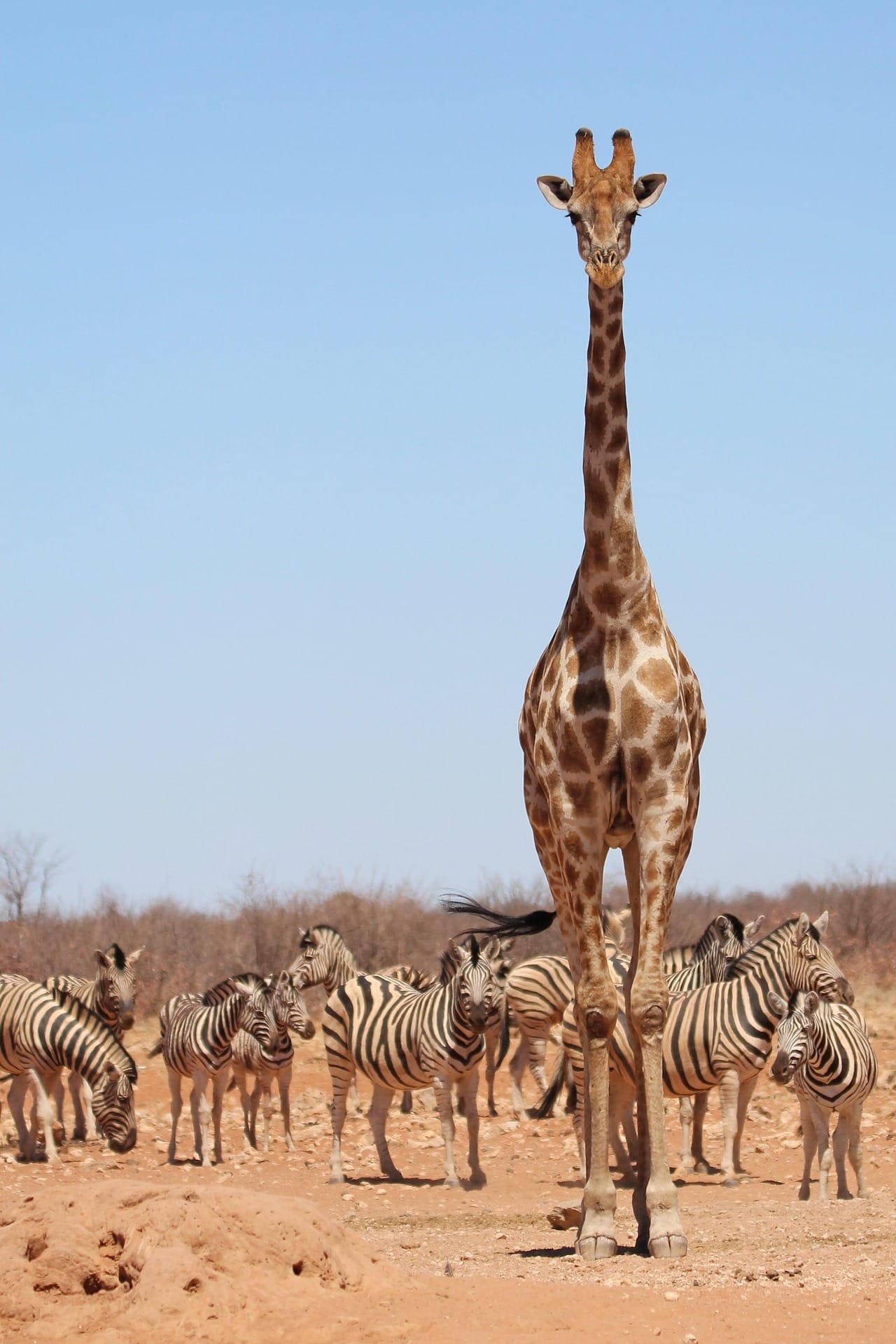 Honeymoon Safari Package