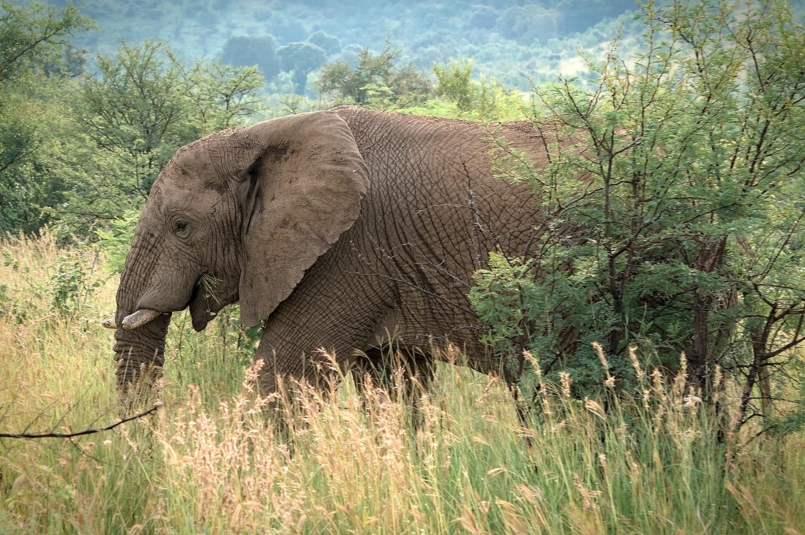 3 Days Uganda Gorilla Trekking