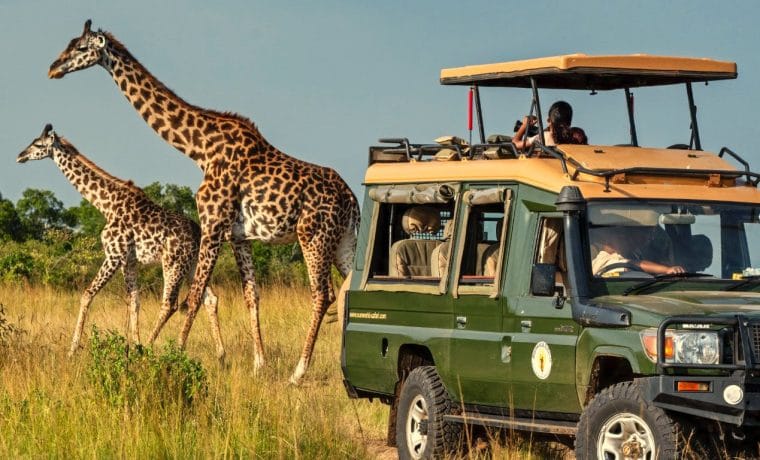 Giraffes walking past safari vehicle on game drive
