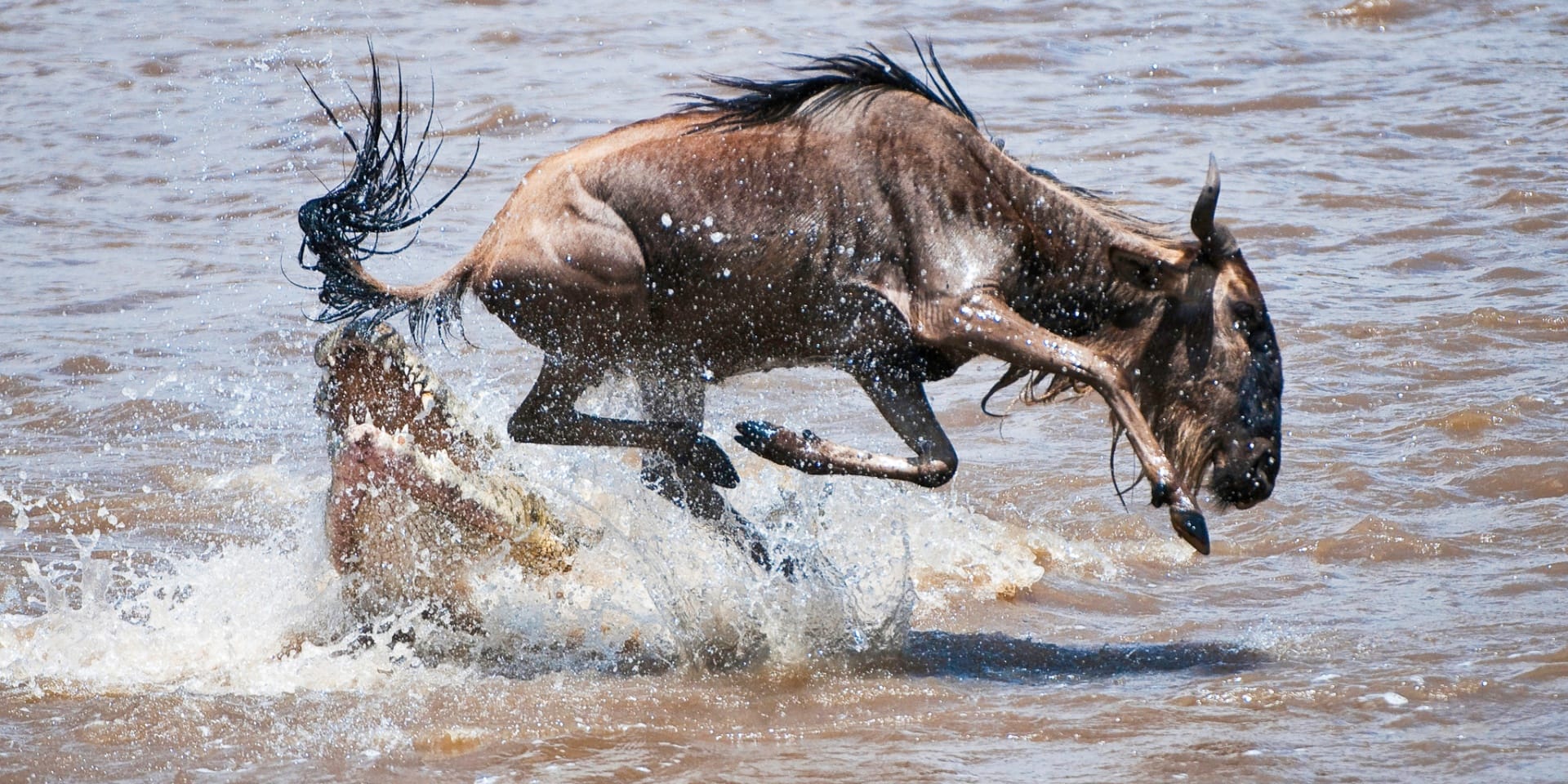 Wildebeest escaping crocodile attack during dramatic Mara River crossing Great Migration