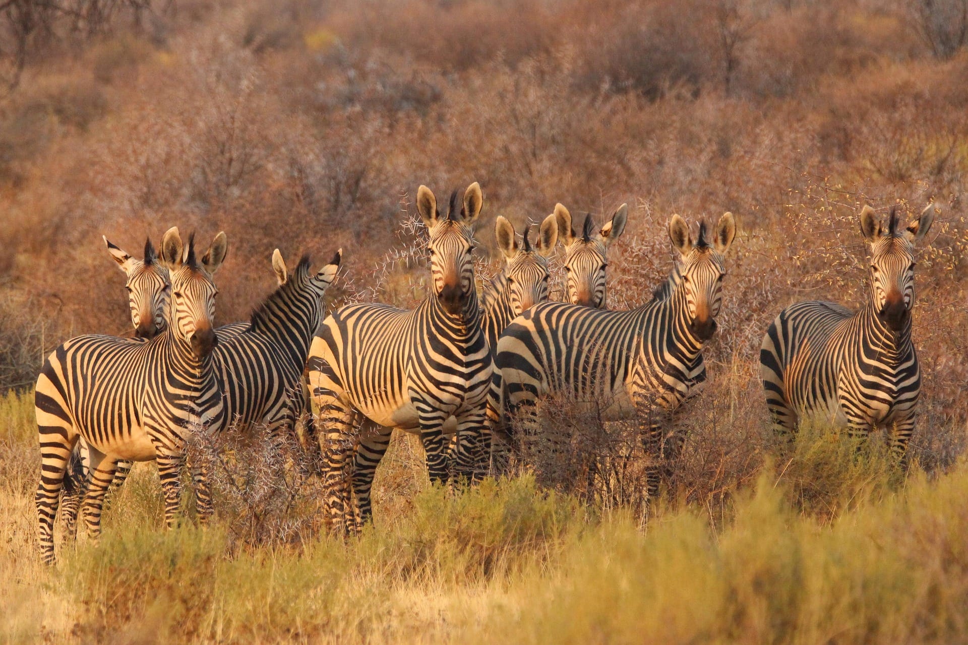 8 Days Grand Tanzania Safari